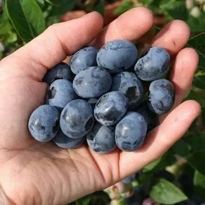 Голубика ПАТРИОТ в Гродно