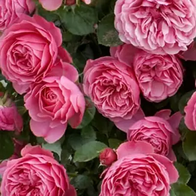 Роза ЛЕОНАРДО ДА ВИНЧИ флорибунда в Гродно