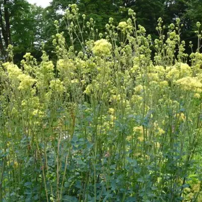 Василистник ГЛАУКУМ желтый в Гродно