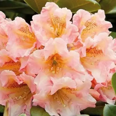 Рододендрон ФЛАУТАНДО в Гродно