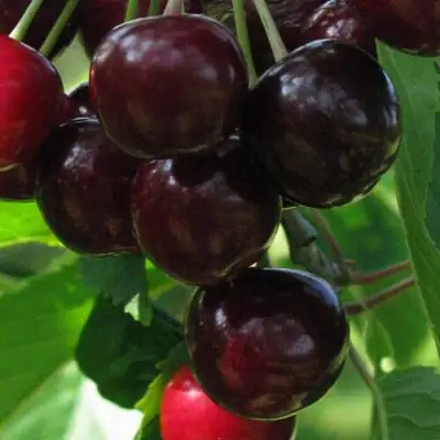 Черешня ВАЛЕРИЙ ЧКАЛОВ в Гродно