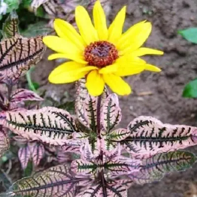 Гелиопсис САММЕР ПИНК в Гродно