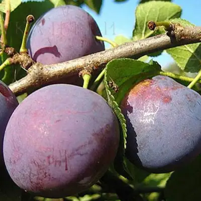 Слива СТАРТОВАЯ в Гродно