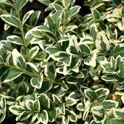 Бирючина ВАРИЕГАТУМ овальнолистная в Гродно