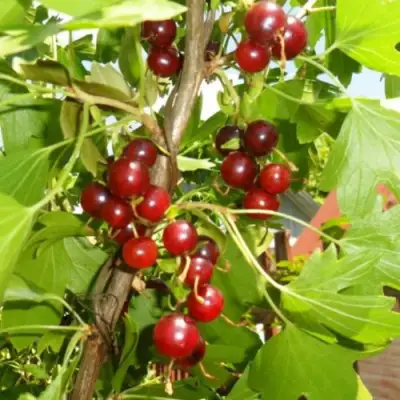 Смородина золотистая ВИШНЕВАЯ в Гродно