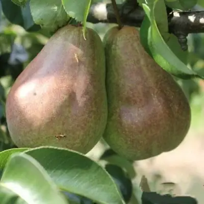 Груша БРЯНСКАЯ КРАСАВИЦА в Гродно