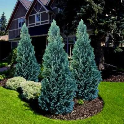 Кипарисовик ВАН ПЕЛЬТС БЛЮ лавсона в Гродно