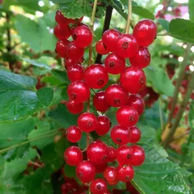 Смородина красная КОНСТАНТИНОВСКАЯ в Гродно