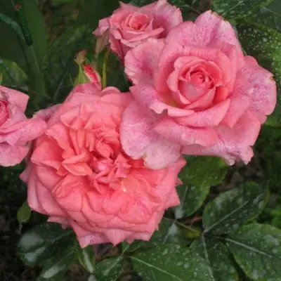 Роза ПЬЕР КАРДЕН чайно-гибридная в Гродно