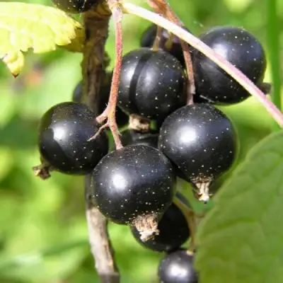 Смородина чёрная ПАМЯТЬ ВАВИЛОВА в Гродно