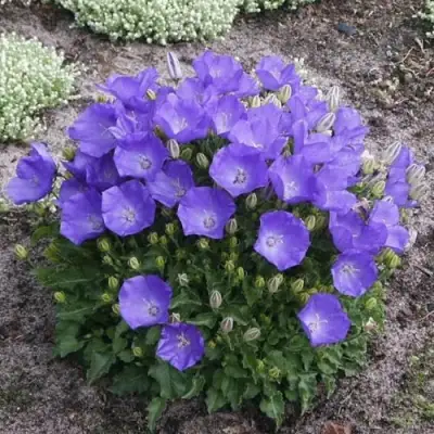 Колокольчик САНТА карпатский в Гродно