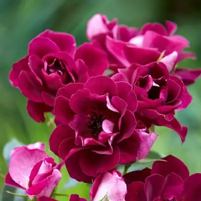 Роза БУРГУНДИ АЙС флорибунда в Гродно