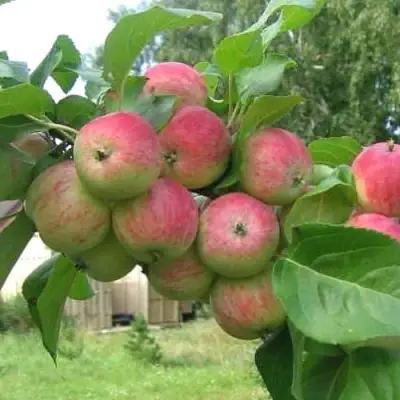 Яблоня ГРУШОВКА МОСКОВСКАЯ в Гродно