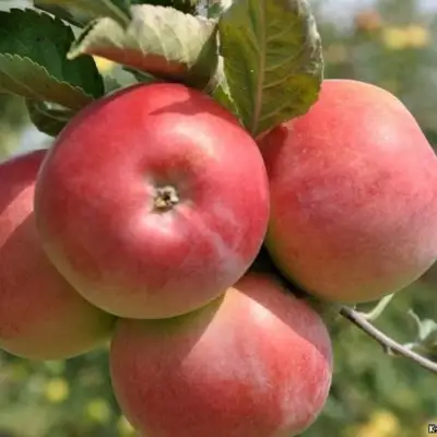 Яблоня ВЭМ-РОЗОВЫЙ в Гродно