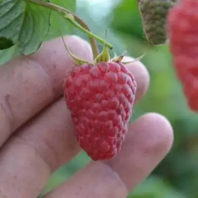 Малина КОРПИКО в Гродно