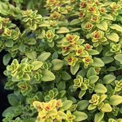 Тимьян АРЧЕРЗ ГОЛД в Гродно