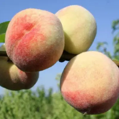 Персик ДОНЕЦКИЙ БЕЛЫЙ в Гродно
