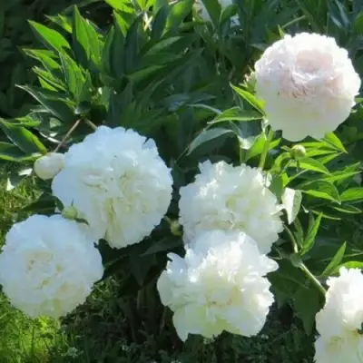 Пион МУН ОВЕР БАРРИНГТОН травянистый в Гродно