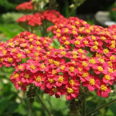 Тысячелистник ПАПРИКА обыкновенный в Гродно