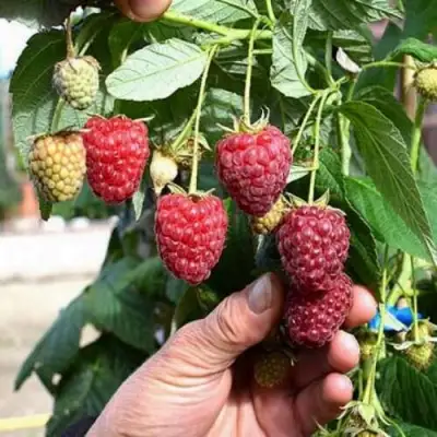 Малина ПОЛЕСЬЕ в Гродно