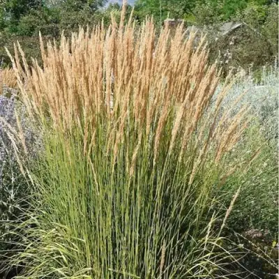 Вейник АВАЛАНШ остроцветковый в Гродно