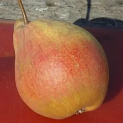 Груша ТАТЬЯНА в Гродно