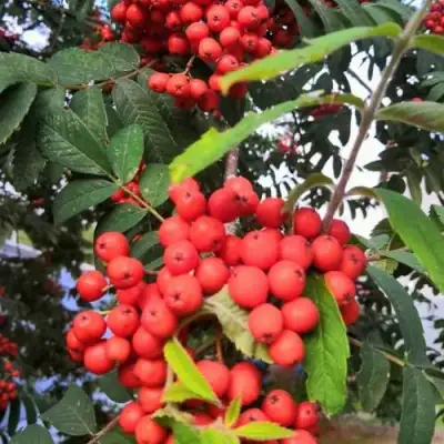 Рябина НЕВЕЖИНСКАЯ сладкоплодная в Гродно