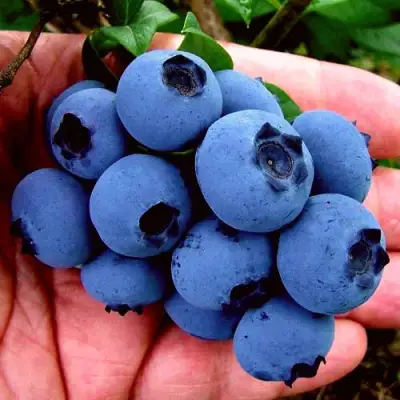 Голубика РЕКА в Гродно