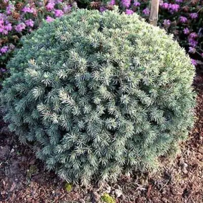 Ель ЭХИНИФОРМИС сизая в Гродно