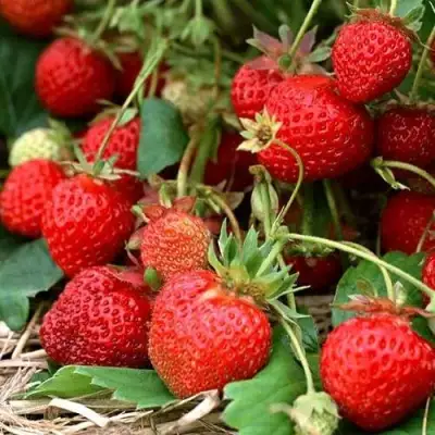 Клубника САН АНДРЕАС ремонтантная в Гродно