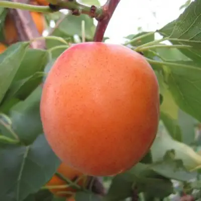 Абрикос ГОЛД РИЧ в Гродно