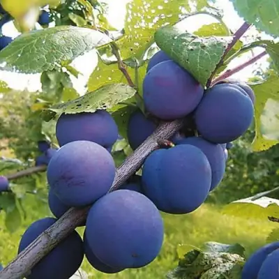 Слива КРОМАНЬ в Гродно