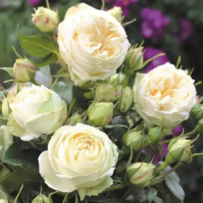 Роза ВЕНДИНГ ПИАНО чайно-гибридная в Гродно