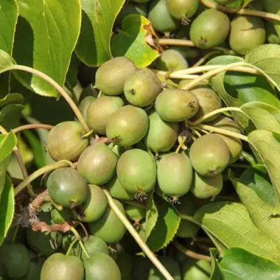 Актинидия ДЖИРАЛЬДИ в Гродно