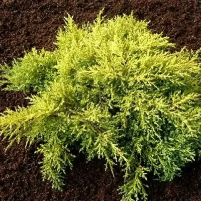 Можжевельник МОРДИГАН ГОЛД средний в Гродно