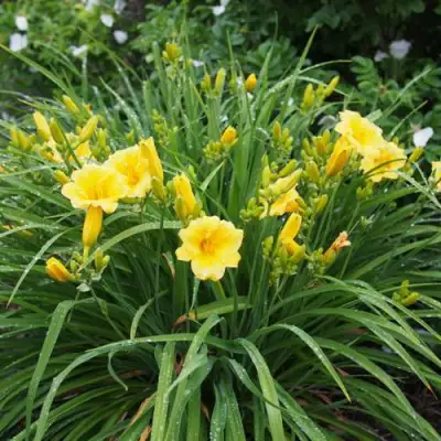 Лилейник СТЕЛЛА ДЕ ОРО гибридный в Гродно