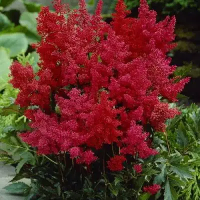 Астильба ГРАНАТ Арендса в Гродно