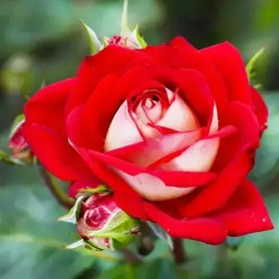 Роза АЛЬЯНС чайно-гибридная в Гродно