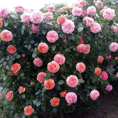 Роза ЧИППЕНДЕЙЛ чайно-гибридная в Гродно