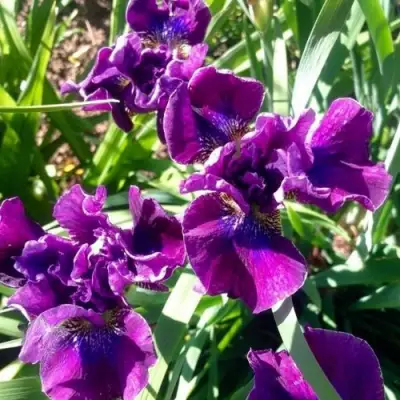 Ирис БАНДЛ ОВ ДЖОЙ сибирский в Гродно