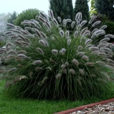 Пеннисетум ЛЕДИ Ю в Гродно