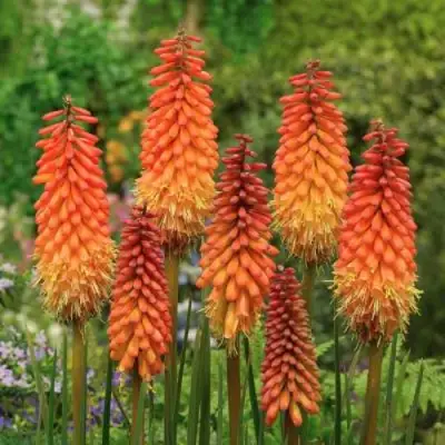 Книфофия АЛЬКАЗАР гибридная в Гродно