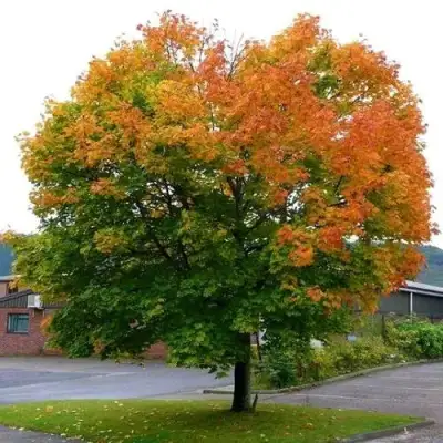 Клен остролистный в Гродно