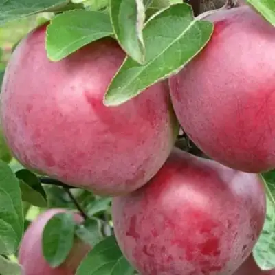 Яблоня АЛЕСЯ в Гродно