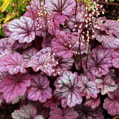 Гейхера ШУГА ФРОСТИНГ в Гродно