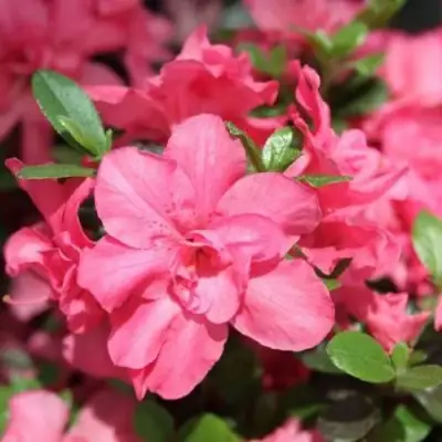 Азалия РОКОКО японская в Гродно