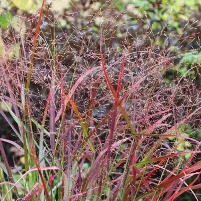 Просо РЕБРАУН прутьевидное в Гродно