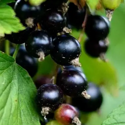 Смородина чёрная КАТЮША в Гродно