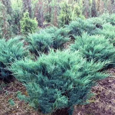 Можжевельник БЛЮ ДАНУБ казацкий  в Гродно