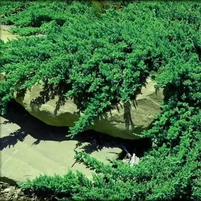 Можжевельник НАНА лежачий в Гродно